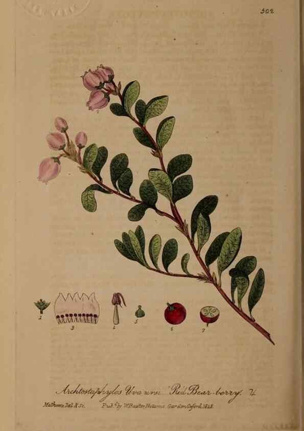 Reproducción/Reproduction 28757388140: British phaenogamous botany,. Oxford,Published by the author, sold by J.H. Parker [etc.]1834-43.