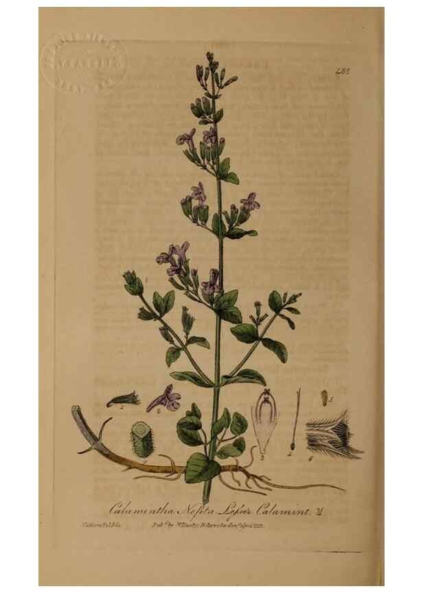 Reproducción/Reproduction 28967552421: British phaenogamous botany,. Oxford,Published by the author, sold by J.H. Parker [etc.]1834-43.
