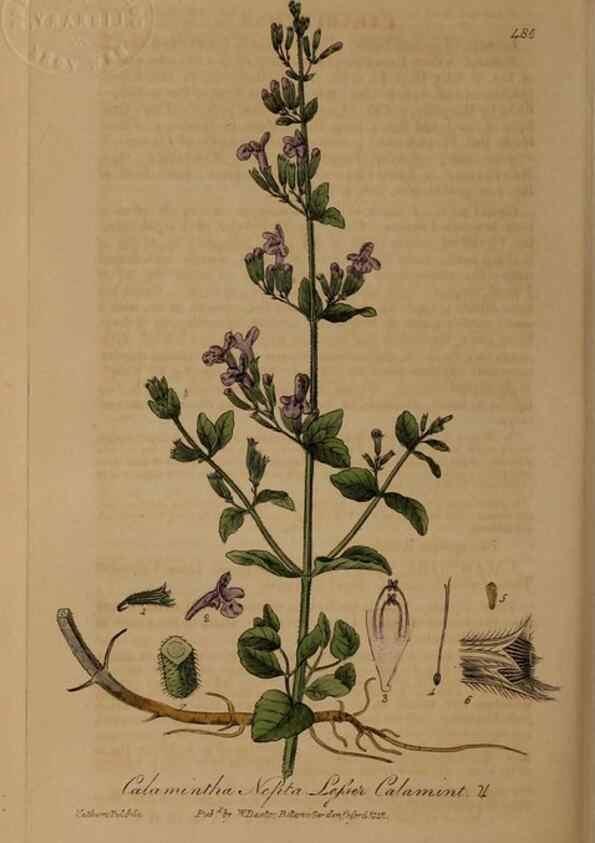 Reproducción/Reproduction 28967552421: British phaenogamous botany,. Oxford,Published by the author, sold by J.H. Parker [etc.]1834-43.