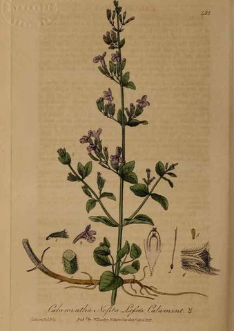 Reproducción/Reproduction 28967552421: British phaenogamous botany,. Oxford,Published by the author, sold by J.H. Parker [etc.]1834-43.