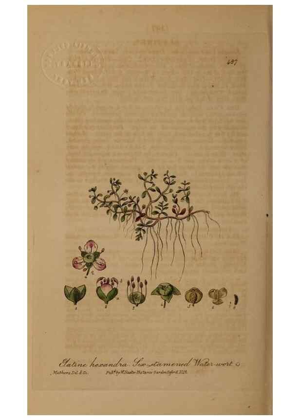 Reproducción/Reproduction 29010544086: British phaenogamous botany,. Oxford,Published by the author, sold by J.H. Parker [etc.]1834-43.