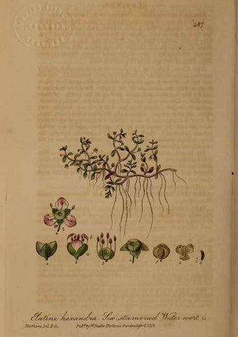 Reproducción/Reproduction 29010544086: British phaenogamous botany,. Oxford,Published by the author, sold by J.H. Parker [etc.]1834-43.