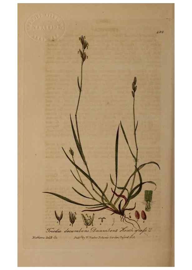 Reproducción/Reproduction 28938097572: British phaenogamous botany,. Oxford,Published by the author, sold by J.H. Parker [etc.]1834-43.