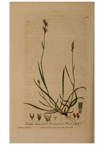 Reproducción/Reproduction 28938097572: British phaenogamous botany,. Oxford,Published by the author, sold by J.H. Parker [etc.]1834-43.