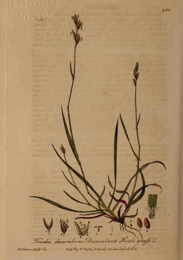 Reproducción/Reproduction 28938097572: British phaenogamous botany,. Oxford,Published by the author, sold by J.H. Parker [etc.]1834-43.