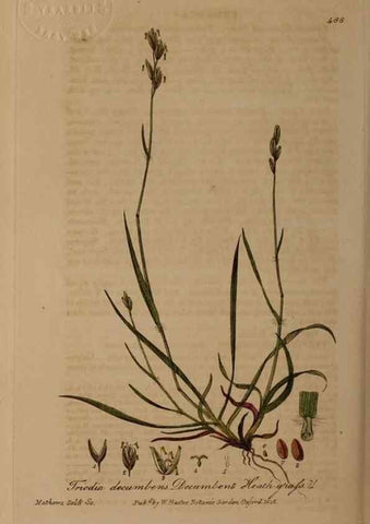 Reproducción/Reproduction 28938097572: British phaenogamous botany,. Oxford,Published by the author, sold by J.H. Parker [etc.]1834-43.