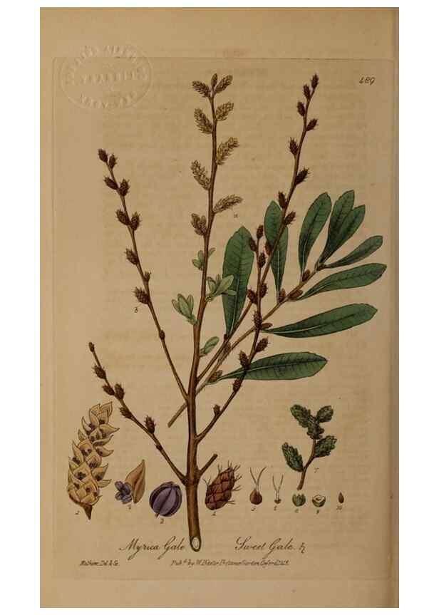Reproducción/Reproduction 28967559581: British phaenogamous botany,. Oxford,Published by the author, sold by J.H. Parker [etc.]1834-43.