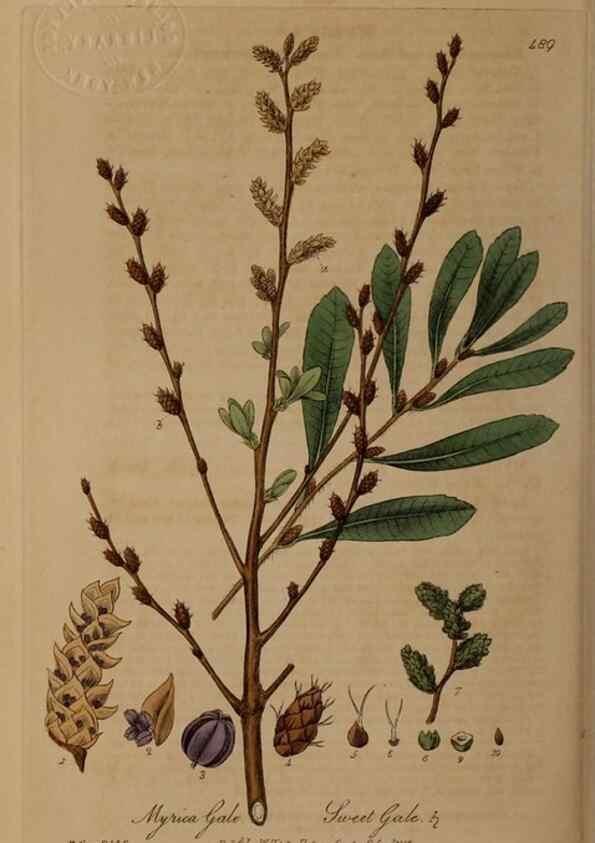 Reproducción/Reproduction 28967559581: British phaenogamous botany,. Oxford,Published by the author, sold by J.H. Parker [etc.]1834-43.