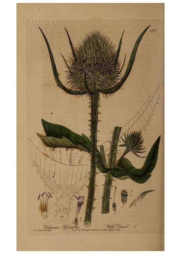 Reproducción/Reproduction 28938101492: British phaenogamous botany,. Oxford,Published by the author, sold by J.H. Parker [etc.]1834-43.