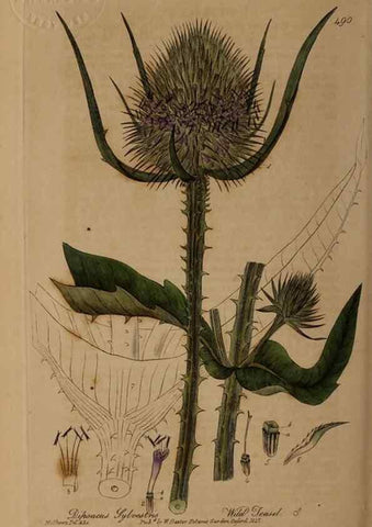 Reproducción/Reproduction 28938101492: British phaenogamous botany,. Oxford,Published by the author, sold by J.H. Parker [etc.]1834-43.