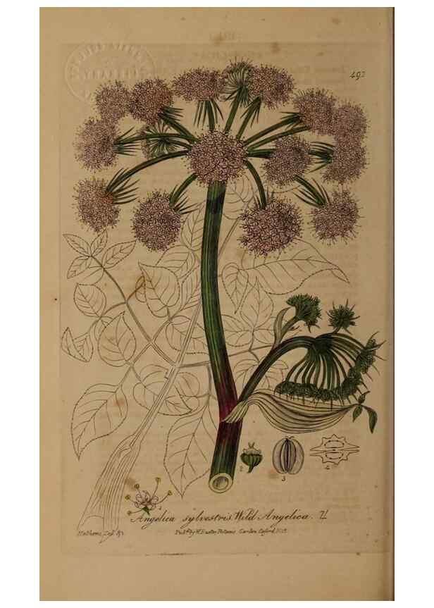 Reproducción/Reproduction 28757357110: British phaenogamous botany,. Oxford,Published by the author, sold by J.H. Parker [etc.]1834-43.