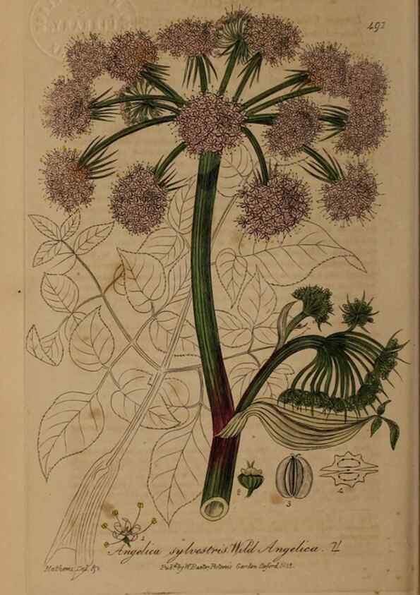 Reproducción/Reproduction 28757357110: British phaenogamous botany,. Oxford,Published by the author, sold by J.H. Parker [etc.]1834-43.