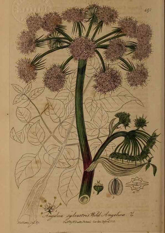 Reproducción/Reproduction 28757357110: British phaenogamous botany,. Oxford,Published by the author, sold by J.H. Parker [etc.]1834-43.