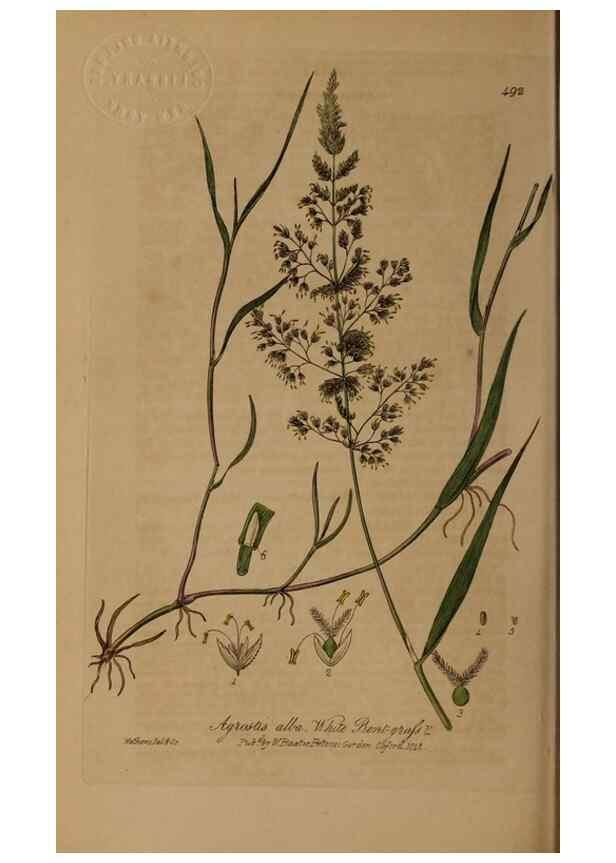 Reproducción/Reproduction 28938106742: British phaenogamous botany,. Oxford,Published by the author, sold by J.H. Parker [etc.]1834-43.