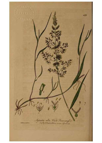 Reproducción/Reproduction 28938106742: British phaenogamous botany,. Oxford,Published by the author, sold by J.H. Parker [etc.]1834-43.