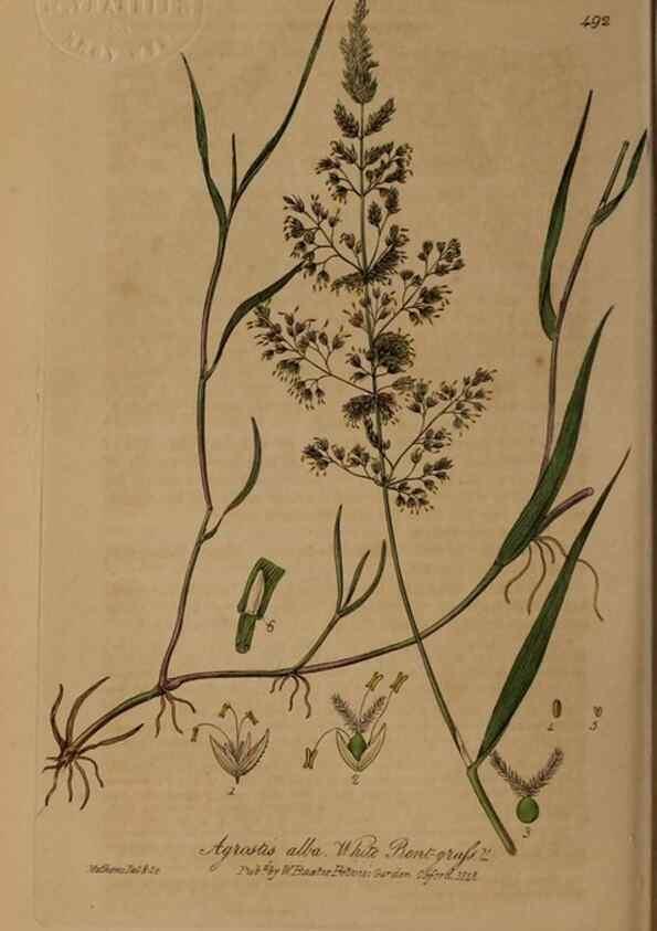 Reproducción/Reproduction 28938106742: British phaenogamous botany,. Oxford,Published by the author, sold by J.H. Parker [etc.]1834-43.