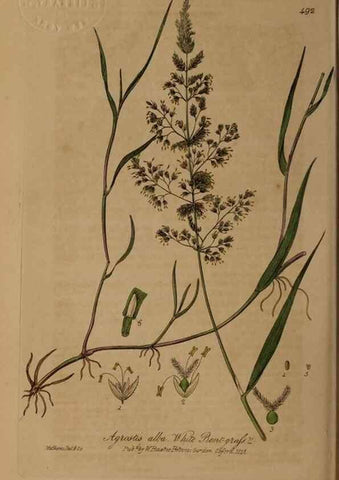Reproducción/Reproduction 28938106742: British phaenogamous botany,. Oxford,Published by the author, sold by J.H. Parker [etc.]1834-43.