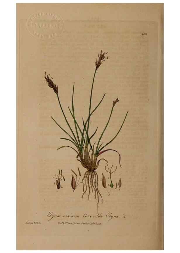 Reproducción/Reproduction 28967546161: British phaenogamous botany,. Oxford,Published by the author, sold by J.H. Parker [etc.]1834-43.