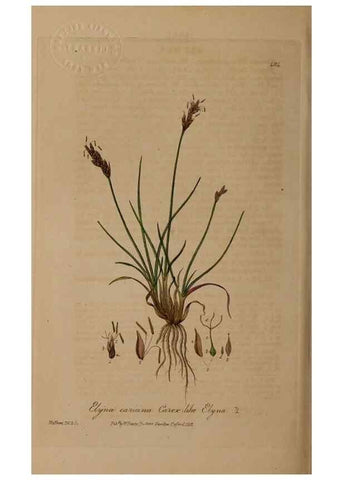 Reproducción/Reproduction 28967546161: British phaenogamous botany,. Oxford,Published by the author, sold by J.H. Parker [etc.]1834-43.