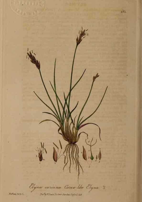 Reproducción/Reproduction 28967546161: British phaenogamous botany,. Oxford,Published by the author, sold by J.H. Parker [etc.]1834-43.