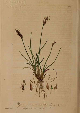 Reproducción/Reproduction 28967546161: British phaenogamous botany,. Oxford,Published by the author, sold by J.H. Parker [etc.]1834-43.