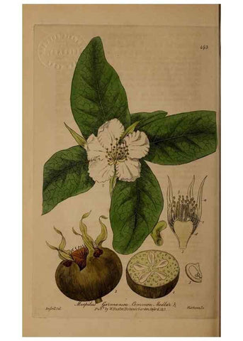 Reproducción/Reproduction 28967571051: British phaenogamous botany,. Oxford,Published by the author, sold by J.H. Parker [etc.]1834-43.