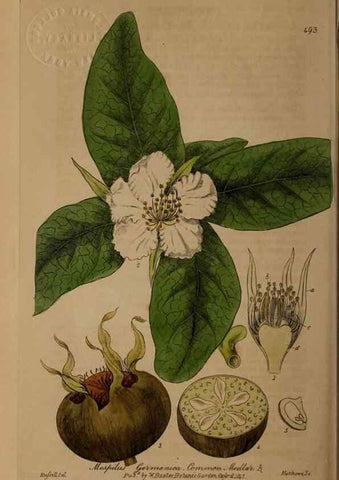 Reproducción/Reproduction 28967571051: British phaenogamous botany,. Oxford,Published by the author, sold by J.H. Parker [etc.]1834-43.