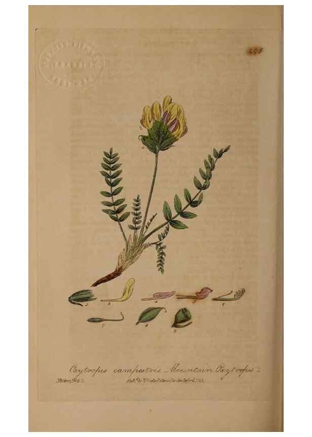 Reproducción/Reproduction 28425940503: British phaenogamous botany,. Oxford,Published by the author, sold by J.H. Parker [etc.]1834-43.
