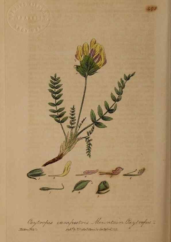 Reproducción/Reproduction 28425940503: British phaenogamous botany,. Oxford,Published by the author, sold by J.H. Parker [etc.]1834-43.