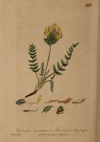 Reproducción/Reproduction 28425940503: British phaenogamous botany,. Oxford,Published by the author, sold by J.H. Parker [etc.]1834-43.