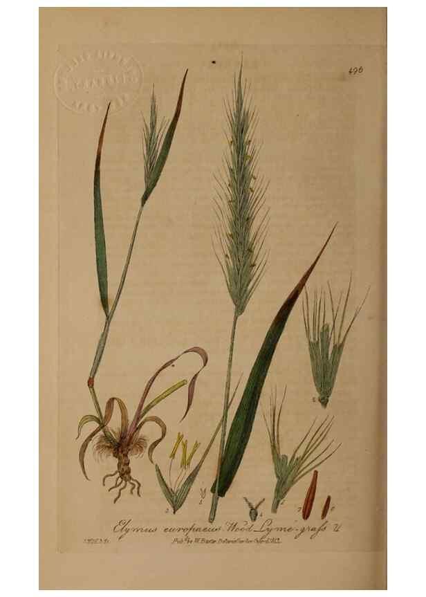Reproducción/Reproduction 28757369320: British phaenogamous botany,. Oxford,Published by the author, sold by J.H. Parker [etc.]1834-43.