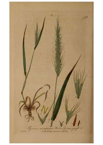 Reproducción/Reproduction 28757369320: British phaenogamous botany,. Oxford,Published by the author, sold by J.H. Parker [etc.]1834-43.