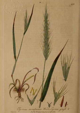 Reproducción/Reproduction 28757369320: British phaenogamous botany,. Oxford,Published by the author, sold by J.H. Parker [etc.]1834-43.