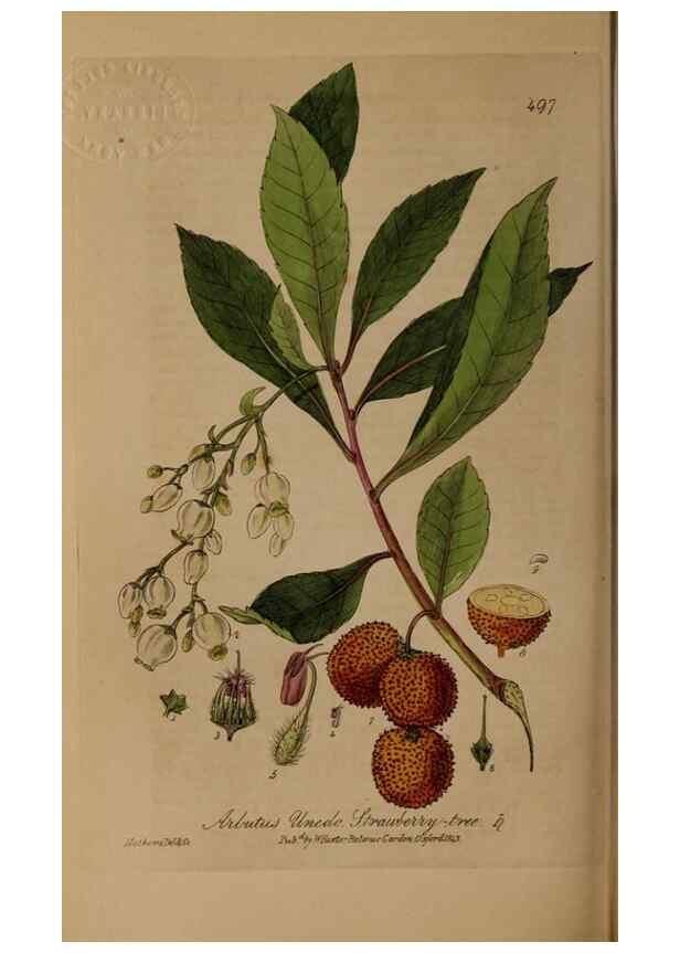 Reproducción/Reproduction 29010560946: British phaenogamous botany,. Oxford,Published by the author, sold by J.H. Parker [etc.]1834-43.