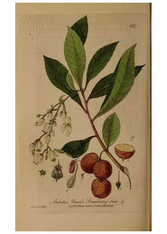 Reproducción/Reproduction 29010560946: British phaenogamous botany,. Oxford,Published by the author, sold by J.H. Parker [etc.]1834-43.