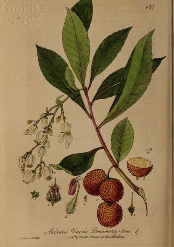 Reproducción/Reproduction 29010560946: British phaenogamous botany,. Oxford,Published by the author, sold by J.H. Parker [etc.]1834-43.