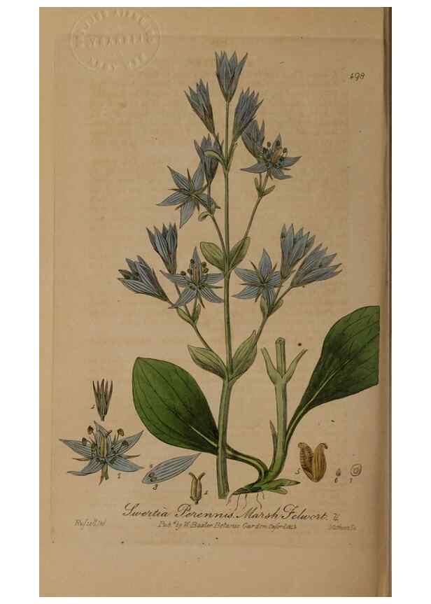 Reproducción/Reproduction 28967583601: British phaenogamous botany,. Oxford,Published by the author, sold by J.H. Parker [etc.]1834-43.