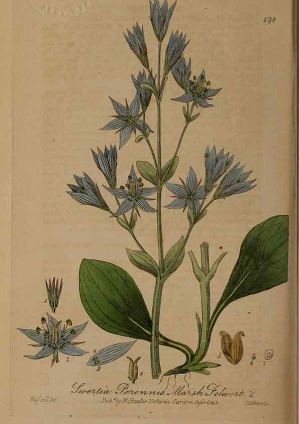 Reproducción/Reproduction 28967583601: British phaenogamous botany,. Oxford,Published by the author, sold by J.H. Parker [etc.]1834-43.