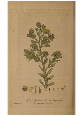 Reproducción/Reproduction 28757376760: British phaenogamous botany,. Oxford,Published by the author, sold by J.H. Parker [etc.]1834-43.