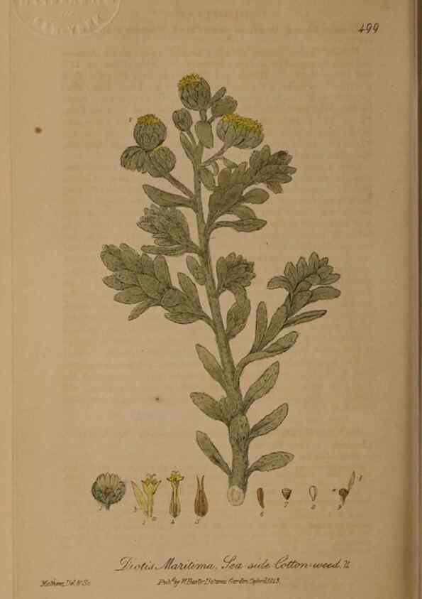 Reproducción/Reproduction 28757376760: British phaenogamous botany,. Oxford,Published by the author, sold by J.H. Parker [etc.]1834-43.