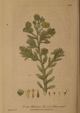 Reproducción/Reproduction 28757376760: British phaenogamous botany,. Oxford,Published by the author, sold by J.H. Parker [etc.]1834-43.