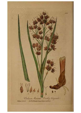 Reproducción/Reproduction 29010567896: British phaenogamous botany,. Oxford,Published by the author, sold by J.H. Parker [etc.]1834-43.