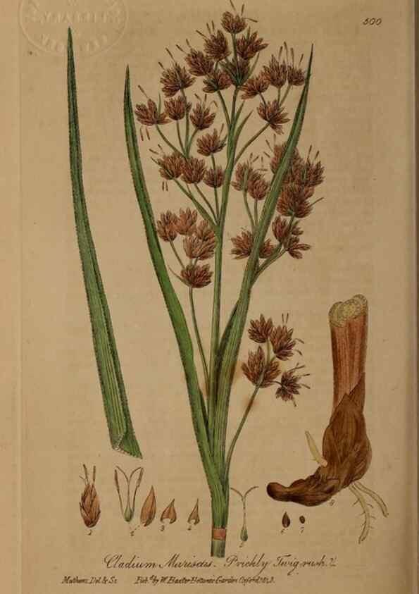 Reproducción/Reproduction 29010567896: British phaenogamous botany,. Oxford,Published by the author, sold by J.H. Parker [etc.]1834-43.