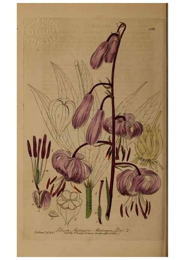 Reproducción/Reproduction 28422869644: British phaenogamous botany,. Oxford,Published by the author, sold by J.H. Parker [etc.]1834-43.