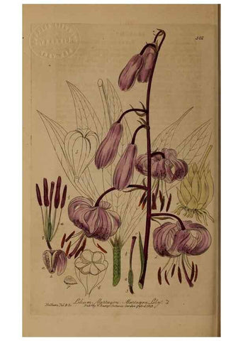 Reproducción/Reproduction 28422869644: British phaenogamous botany,. Oxford,Published by the author, sold by J.H. Parker [etc.]1834-43.