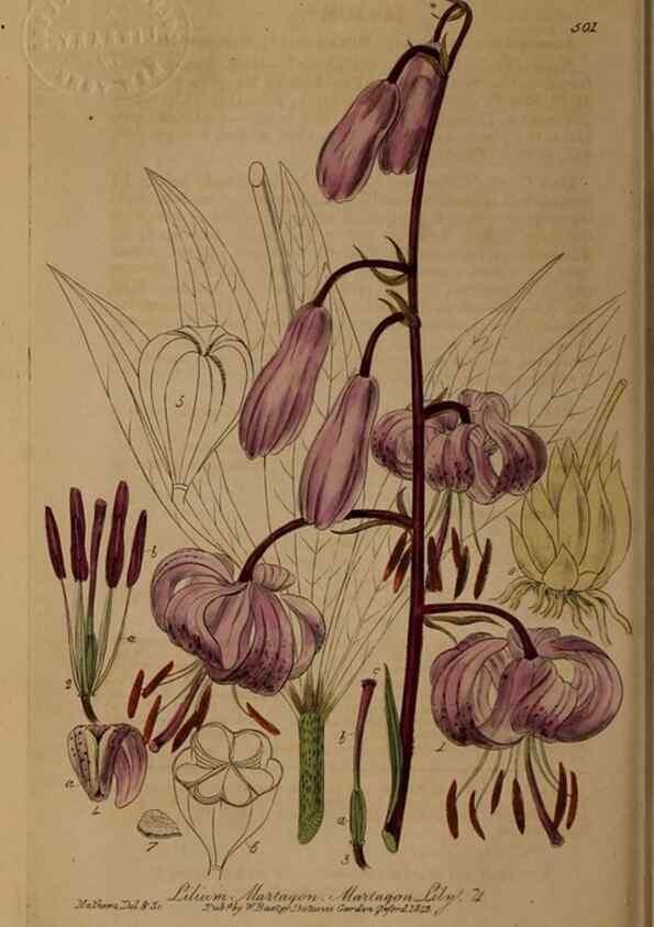 Reproducción/Reproduction 28422869644: British phaenogamous botany,. Oxford,Published by the author, sold by J.H. Parker [etc.]1834-43.