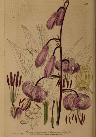 Reproducción/Reproduction 28422869644: British phaenogamous botany,. Oxford,Published by the author, sold by J.H. Parker [etc.]1834-43.