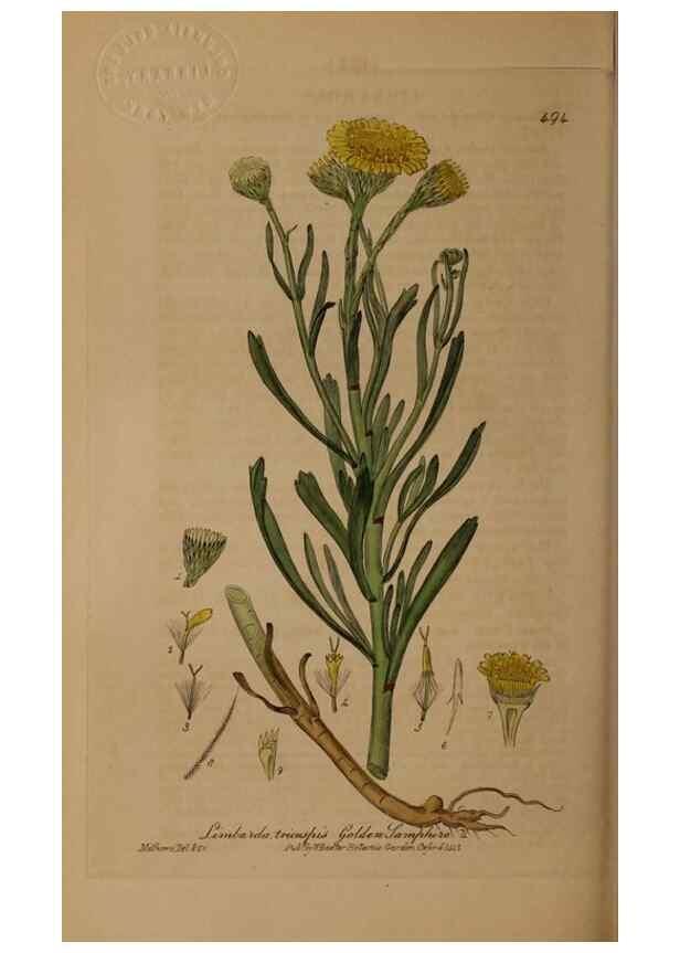 Reproducción/Reproduction 28938112782: British phaenogamous botany,. Oxford,Published by the author, sold by J.H. Parker [etc.]1834-43.