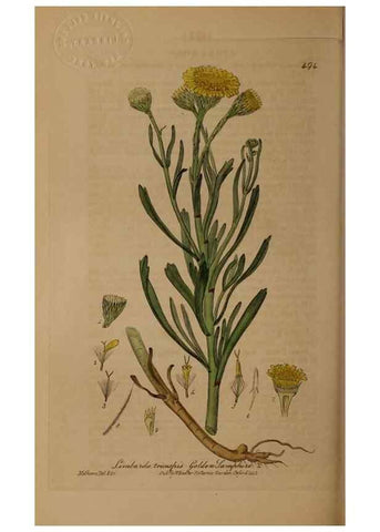 Reproducción/Reproduction 28938112782: British phaenogamous botany,. Oxford,Published by the author, sold by J.H. Parker [etc.]1834-43.