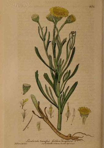 Reproducción/Reproduction 28938112782: British phaenogamous botany,. Oxford,Published by the author, sold by J.H. Parker [etc.]1834-43.